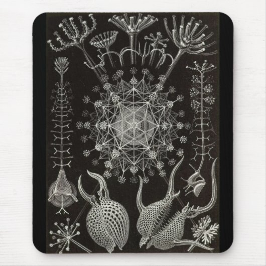 Ernst Haeckel - Phaeodaria2 Mousepad (Vorne)