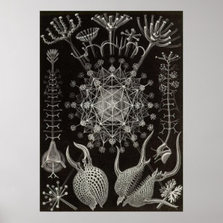 Ernst Haeckel - Phaeodaria2 Poster
