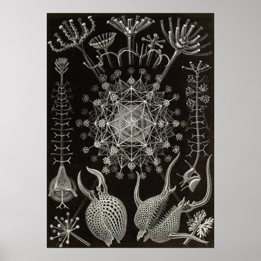 Ernst Haeckel - Phaeodaria2 Poster (Vorne)