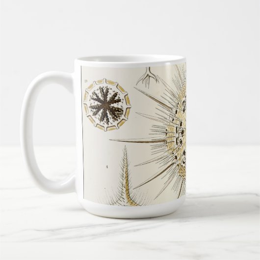 Ernst Haeckel Phaeodaria Kaffeetasse (Links)