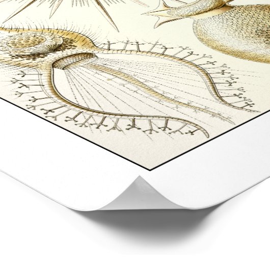 Ernst Haeckel Phaeodaria Poster (Ecke)