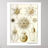 Ernst Haeckel Phaeodaria Poster (Vorne)