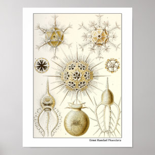 Ernst Haeckel Phaeodaria Poster