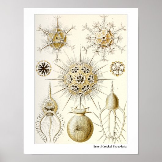 Ernst Haeckel Phaeodaria Poster (Vorne)