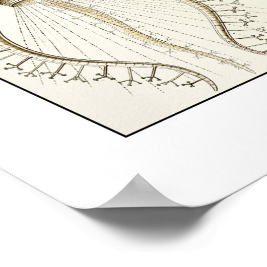 Ernst Haeckel Phaeodaria Poster (Ecke)