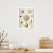 Ernst Haeckel Phaeodaria Poster (Küche)