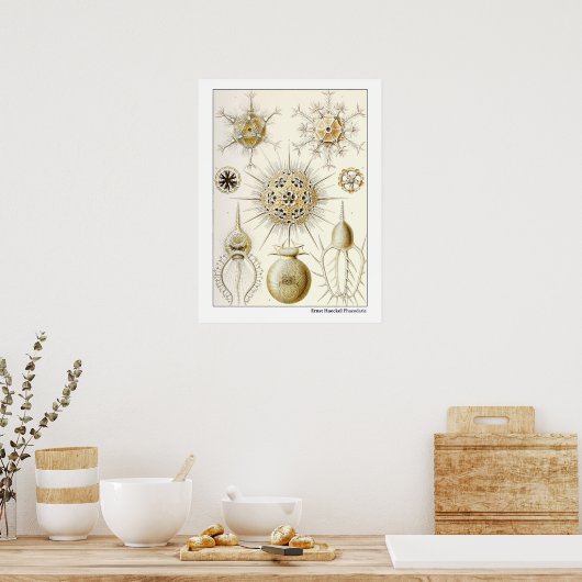 Ernst Haeckel Phaeodaria Poster (Küche)