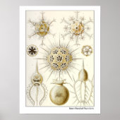Ernst Haeckel Phaeodaria Poster (Vorne)