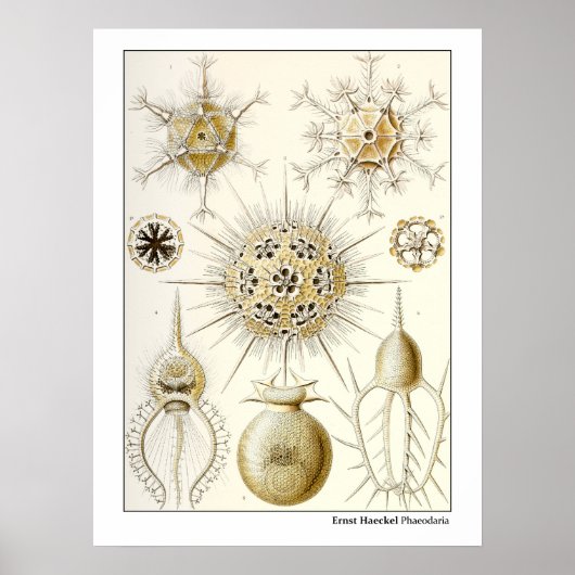 Ernst Haeckel Phaeodaria Poster (Vorne)