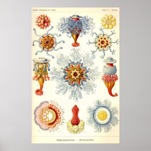 Ernst Haeckel - Plakat Siphonophorae2