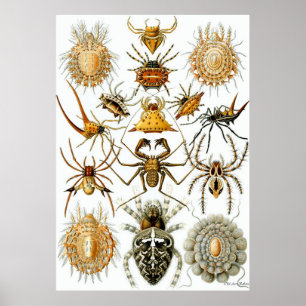 Ernst Haeckel-Plakat ~ spinnenartige Tiere Poster