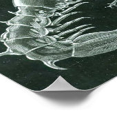 Ernst Haeckel - Platodes Poster (Ecke)