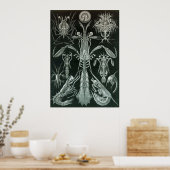 Ernst Haeckel - Platodes Poster (Küche)