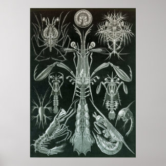 Ernst Haeckel - Platodes Poster