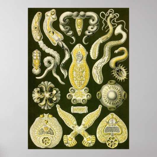 Ernst Haeckel - Platodes Poster (Vorne)