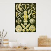Ernst Haeckel - Platodes Poster (Küche)