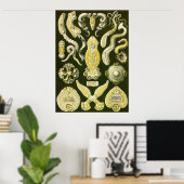 Ernst Haeckel - Platodes Poster (Heimbüro)