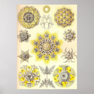 Ernst Haeckel - Polycyttaria Poster