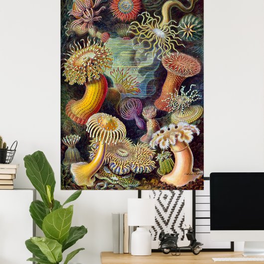 Ernst Haeckel Poster ~ Actiniae (Heimbüro)