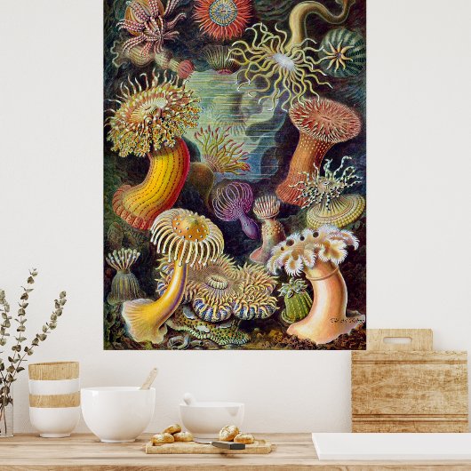 Ernst Haeckel Poster ~ Actiniae (Küche)