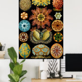 Ernst Haeckel Poster ~ Actiniae (Heimbüro)