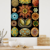 Ernst Haeckel Poster ~ Actiniae (Küche)