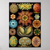 Ernst Haeckel Poster ~ Actiniae (Vorne)