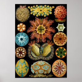 Ernst Haeckel Poster ~ Actiniae