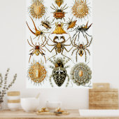 Ernst Haeckel Poster ~ Arachnida (Küche)