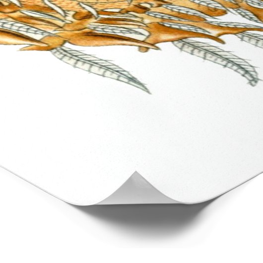 Ernst Haeckel Poster ~ Arachnida (Ecke)