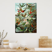 Ernst Haeckel Poster ~ Hummingbirds (Küche)