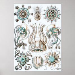 Ernst Haeckel Poster ~ Narcomedusae