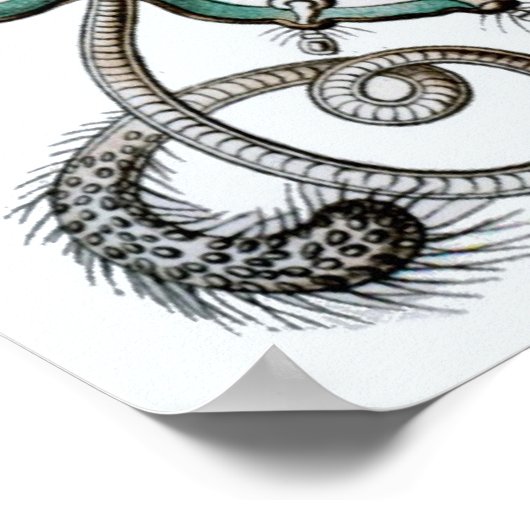 Ernst Haeckel Poster ~ Narcomedusae (Ecke)
