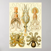 Ernst Haeckel Poster ~ Tafel (Vorne)