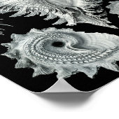 Ernst Haeckel Prosobranchia markieren Schwarz & We Poster (Ecke)