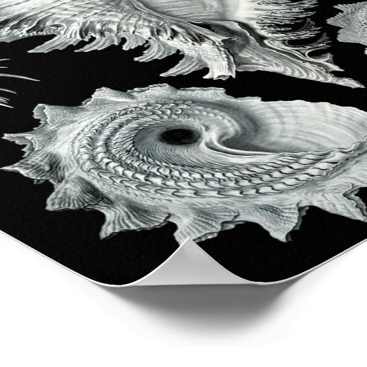 Ernst Haeckel Prosobranchia markieren Schwarz & We Poster (Ecke)