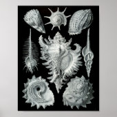 Ernst Haeckel Prosobranchia markieren Schwarz & We Poster (Vorne)