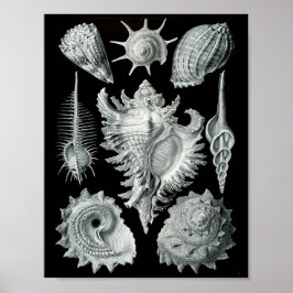 Ernst Haeckel Prosobranchia markieren Schwarz & We Poster