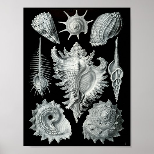 Ernst Haeckel Prosobranchia markieren Schwarz & We Poster (Vorne)