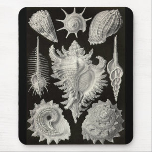 Ernst Haeckel - Prosobranchia Mousepad