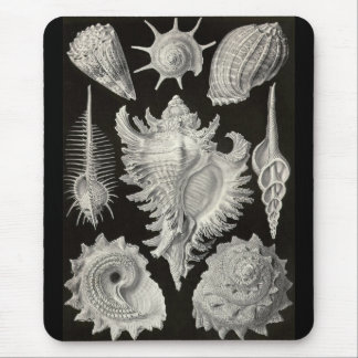 Ernst Haeckel - Prosobranchia Mousepad