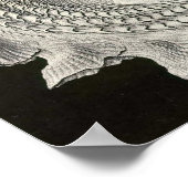 Ernst Haeckel - Prosobranchia Poster (Ecke)