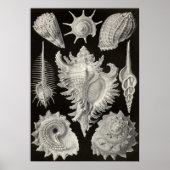 Ernst Haeckel - Prosobranchia Poster (Vorne)