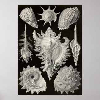 Ernst Haeckel - Prosobranchia Poster