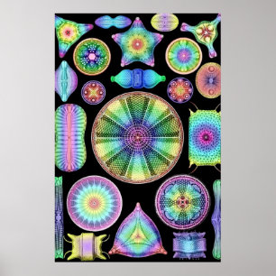 Ernst Haeckel Rainbow Diatom Poster