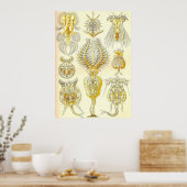 Ernst Haeckel - Rotatoria Poster (Küche)