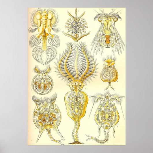 Ernst Haeckel - Rotatoria Poster (Vorne)