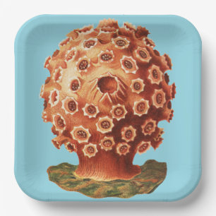 Ernst Haeckel Rotes Korallenmeer Meeresleben Pappteller