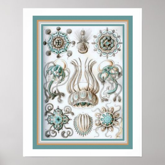 Ernst Haeckel " Sacred Geometry" 16 x 20 Print Poster (Vorne)