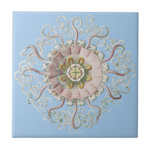 Ernst Haeckel Schiffs-Pink Qualle Medusa Fliese